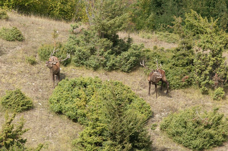 Un''arena molto contesa